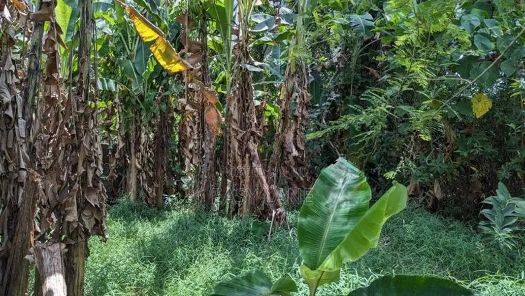හංවැල්ල කටුනායක පාරට 100m Land for Sale Ranpokunagama