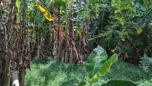 හංවැල්ල කටුනායක පාරට 100m Land for Sale Ranpokunagama