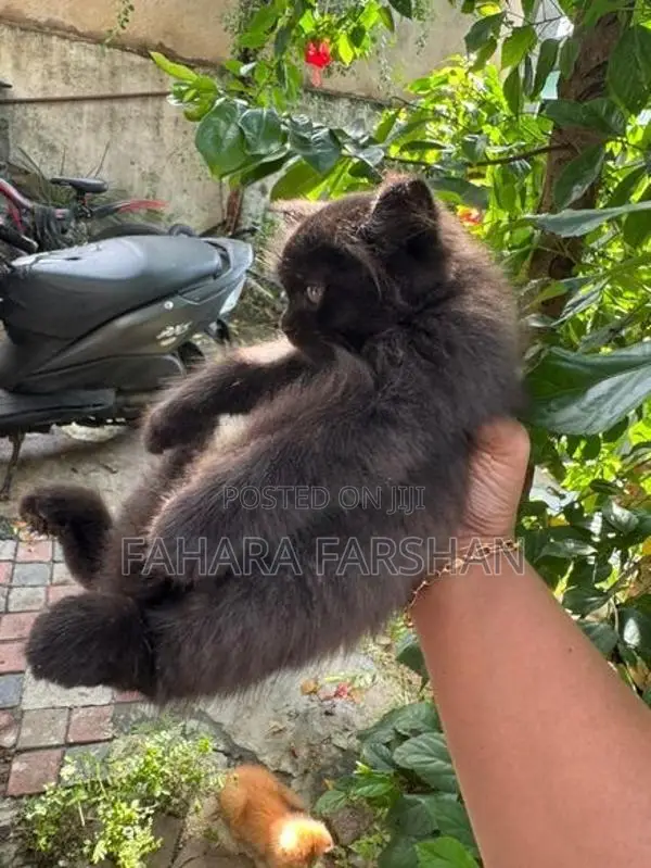 Persian Kitten