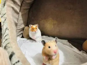 Red Eye Teddy Hamster