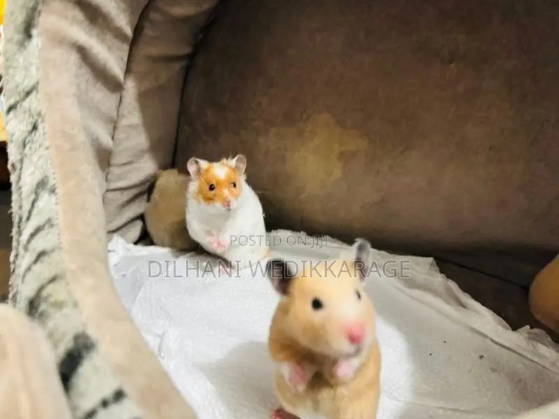 Red Eye Teddy Hamster