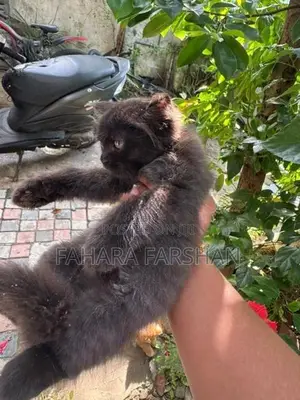 Persian Kitten