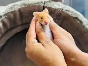 Red Eye Teddy Hamster