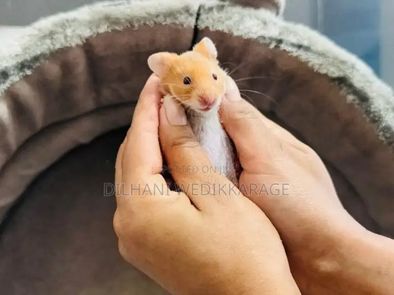 Red Eye Teddy Hamster