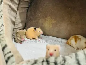 Red Eye Teddy Hamster