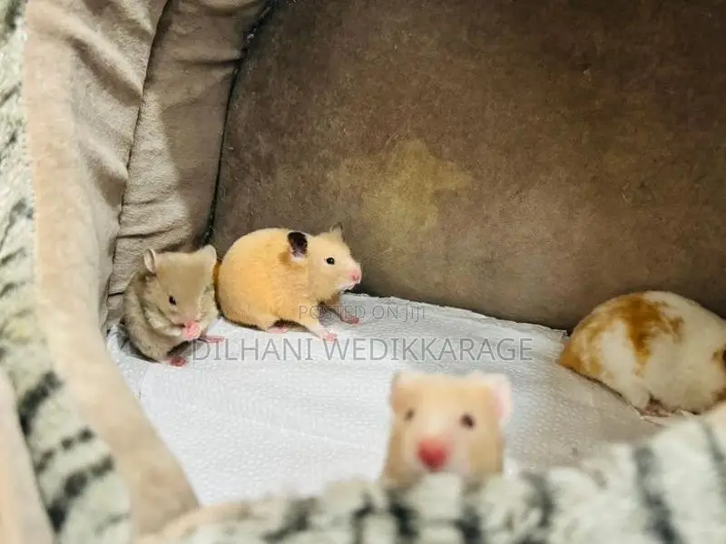 Red Eye Teddy Hamster