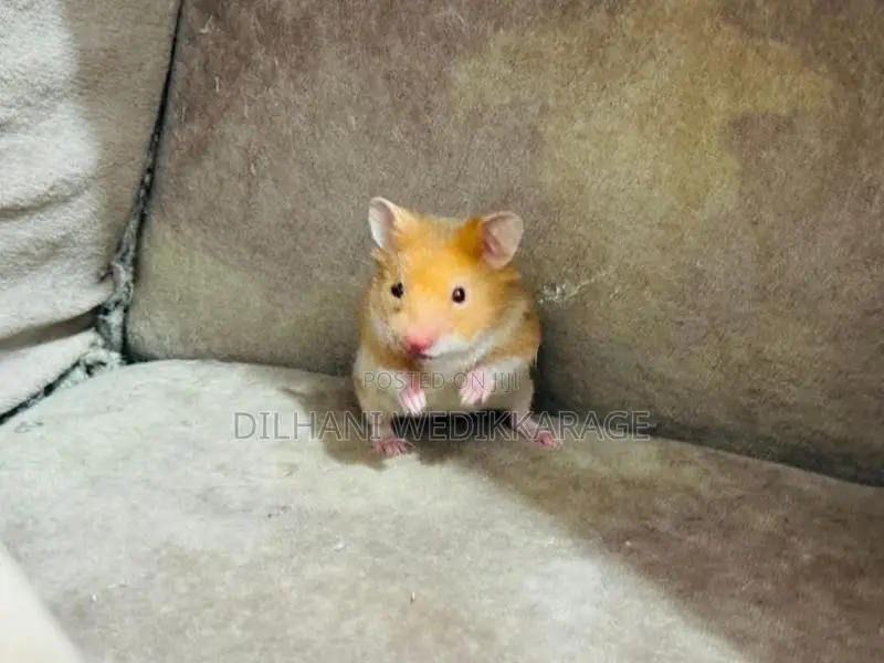 Red Eye Teddy Hamster