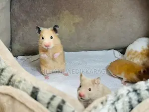 Red Eye Teddy Hamster
