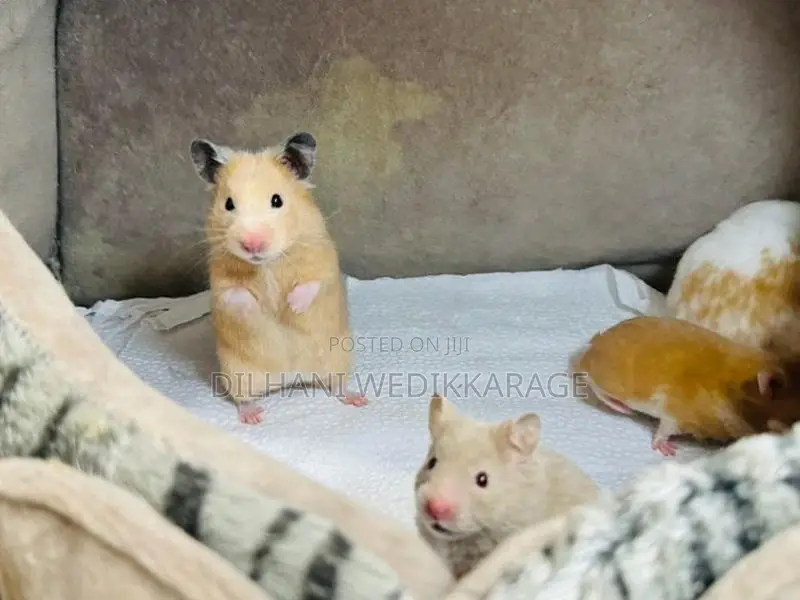 Red Eye Teddy Hamster