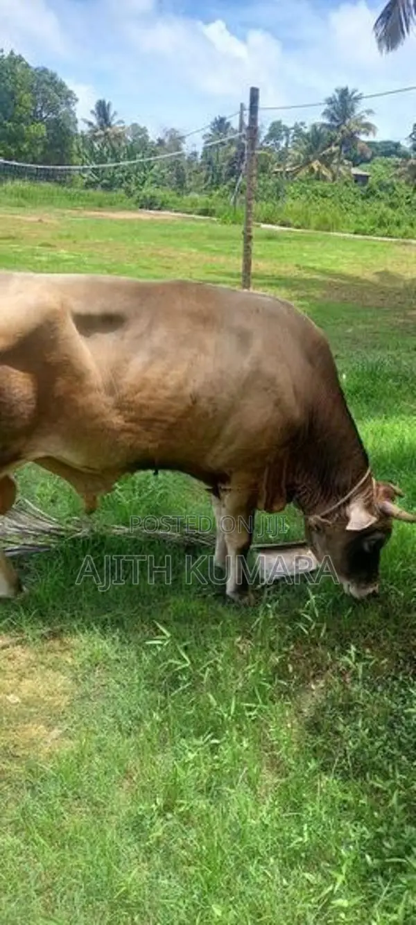 Farm Cow