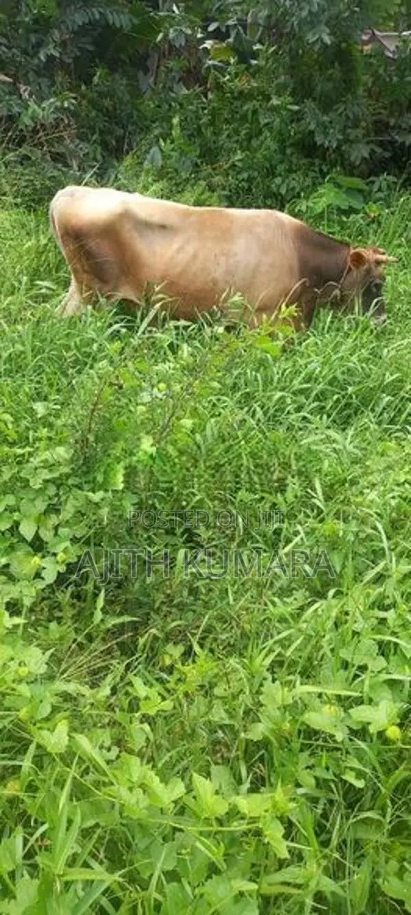 Farm Cow