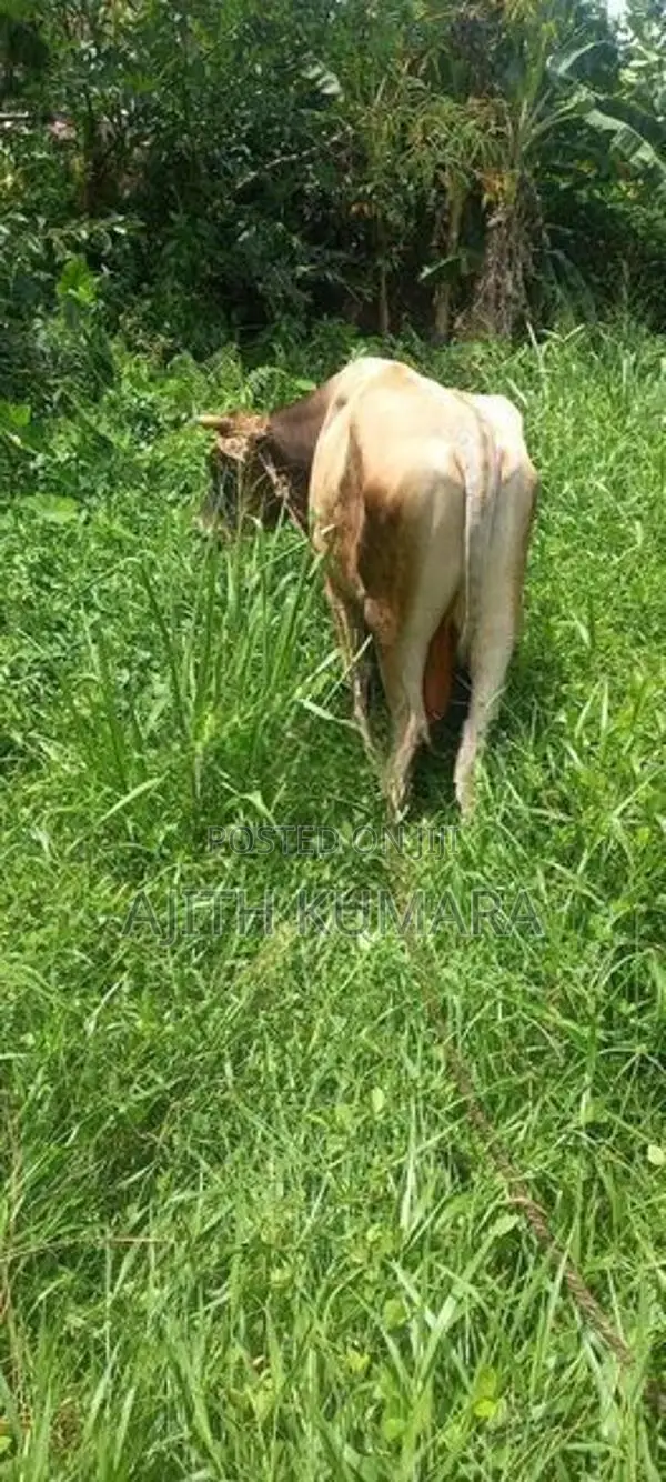 Farm Cow