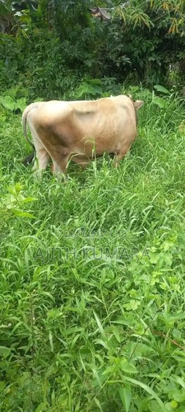 Farm Cow