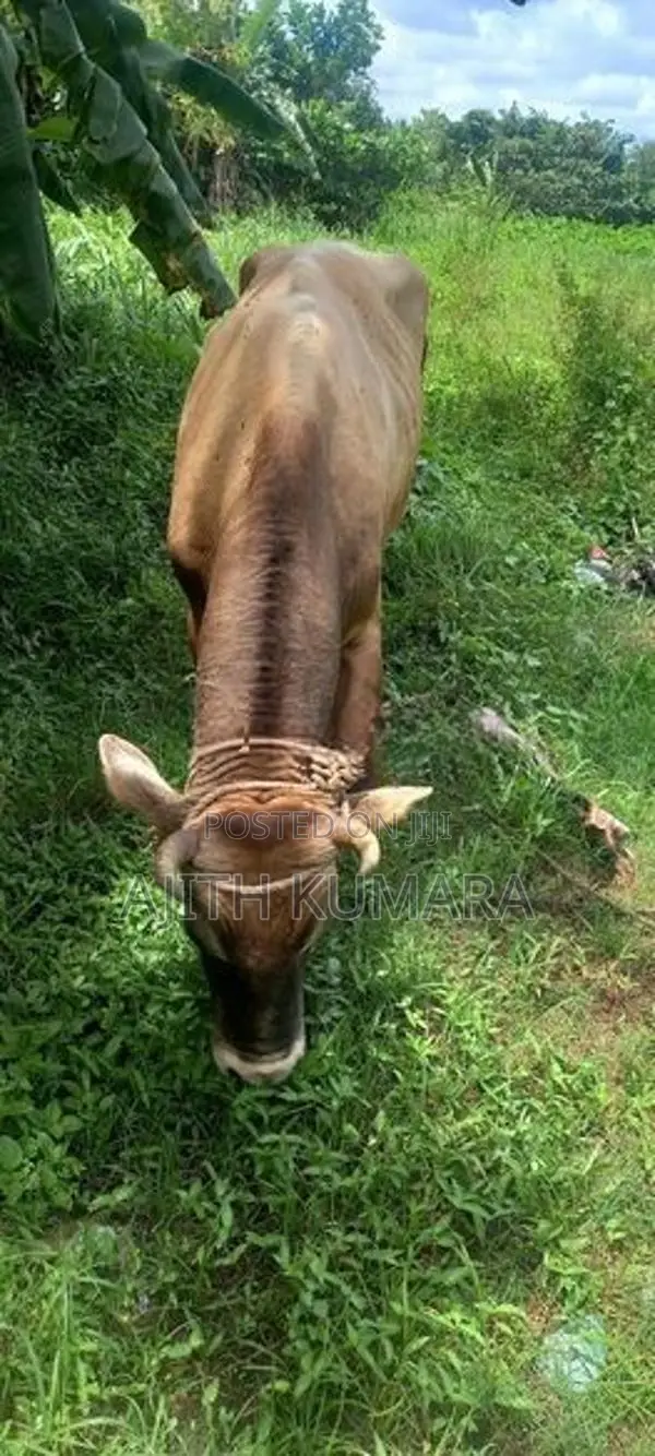 Farm Cow