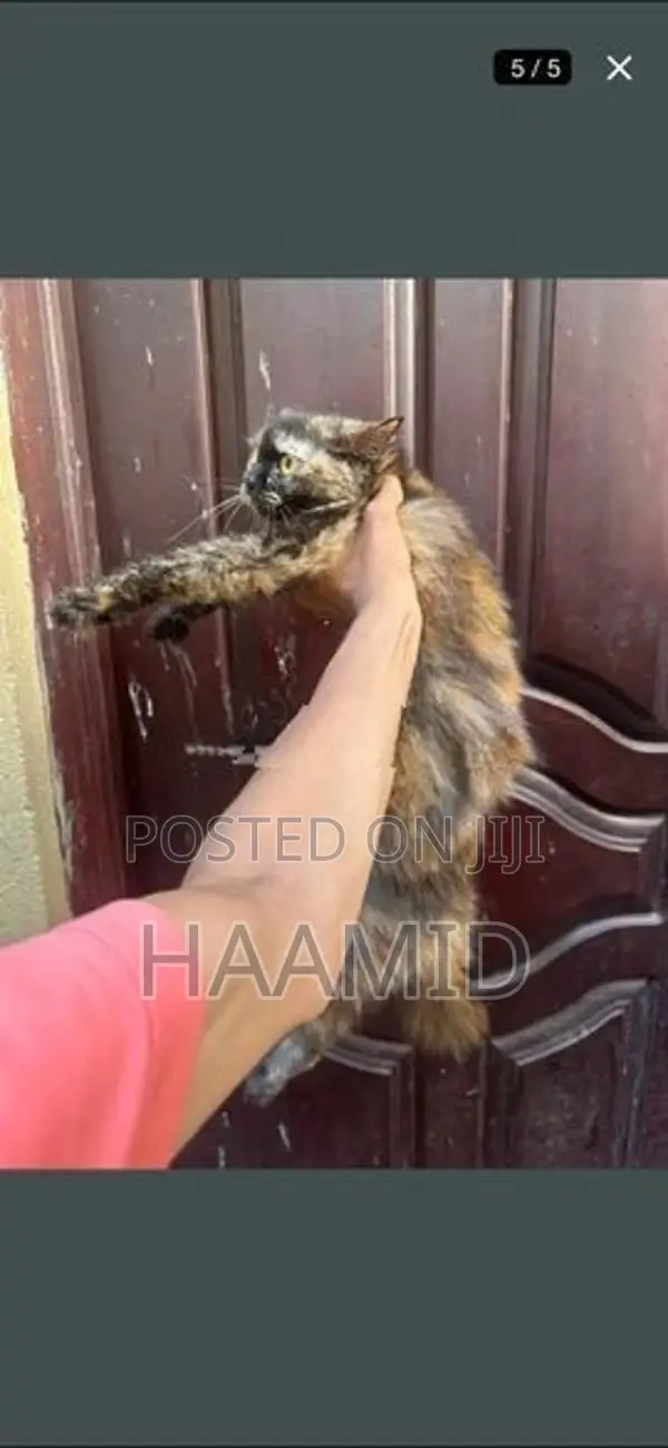 Persian Female Cat
