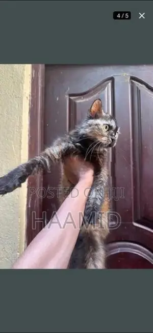 Persian Female Cat