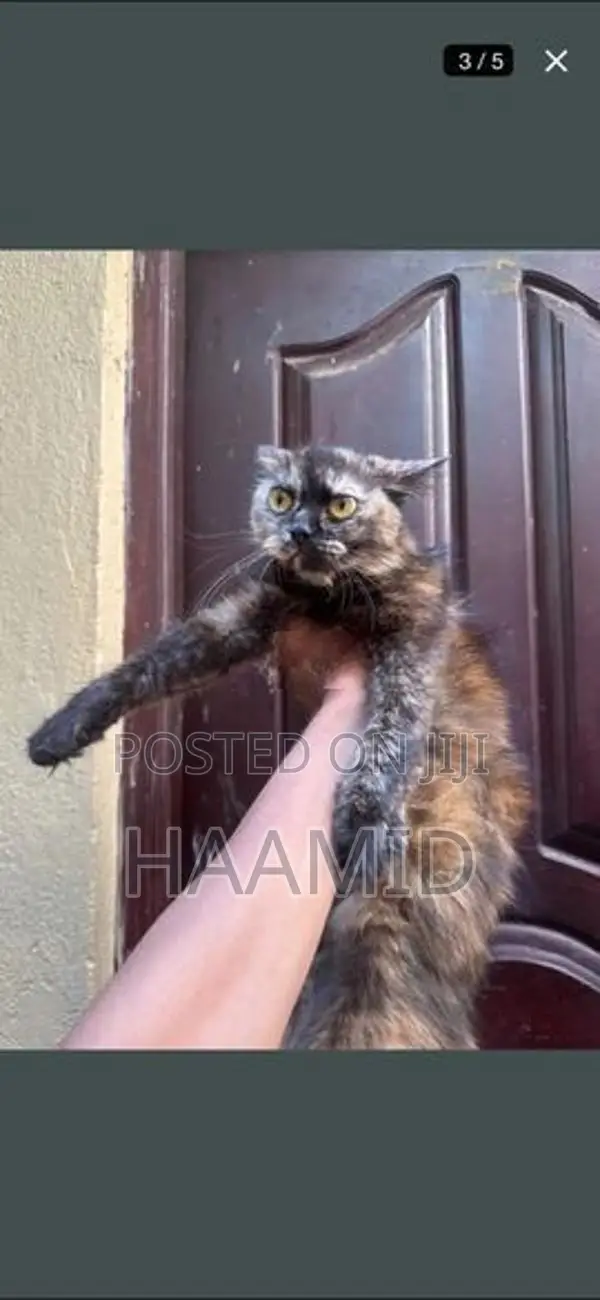 Persian Female Cat