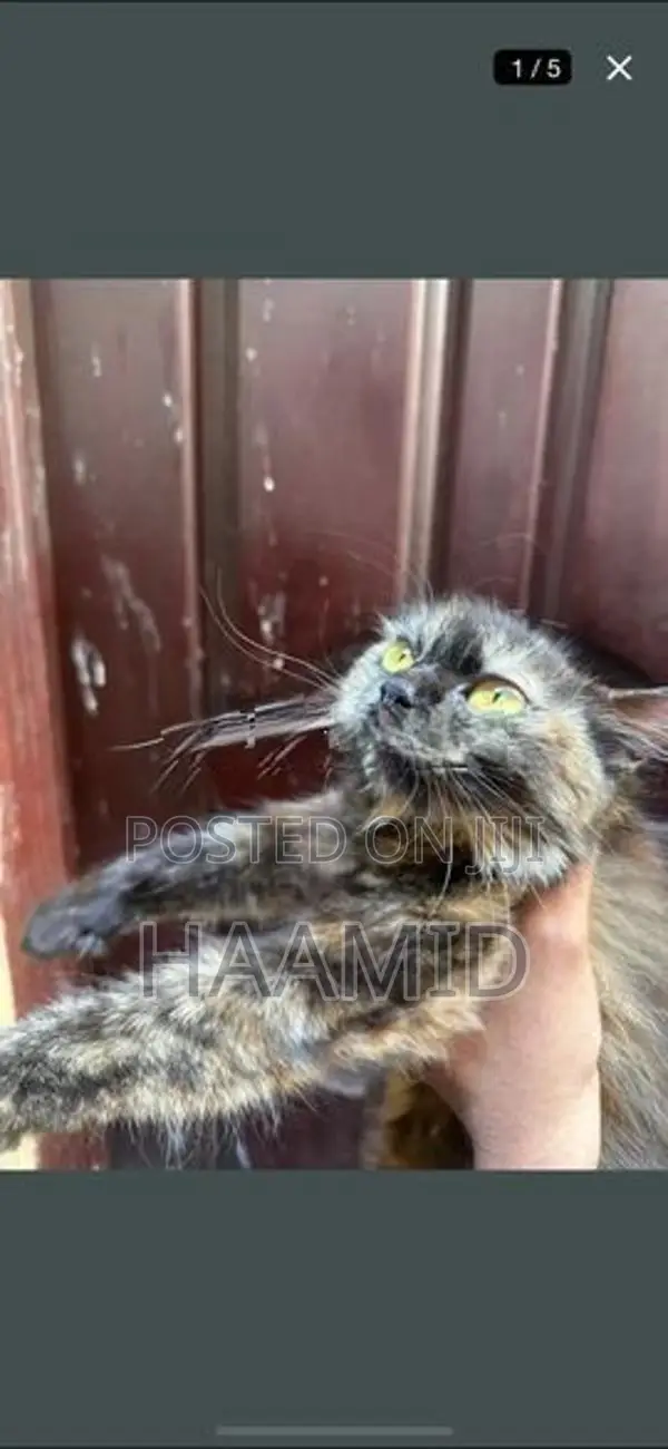 Persian Female Cat