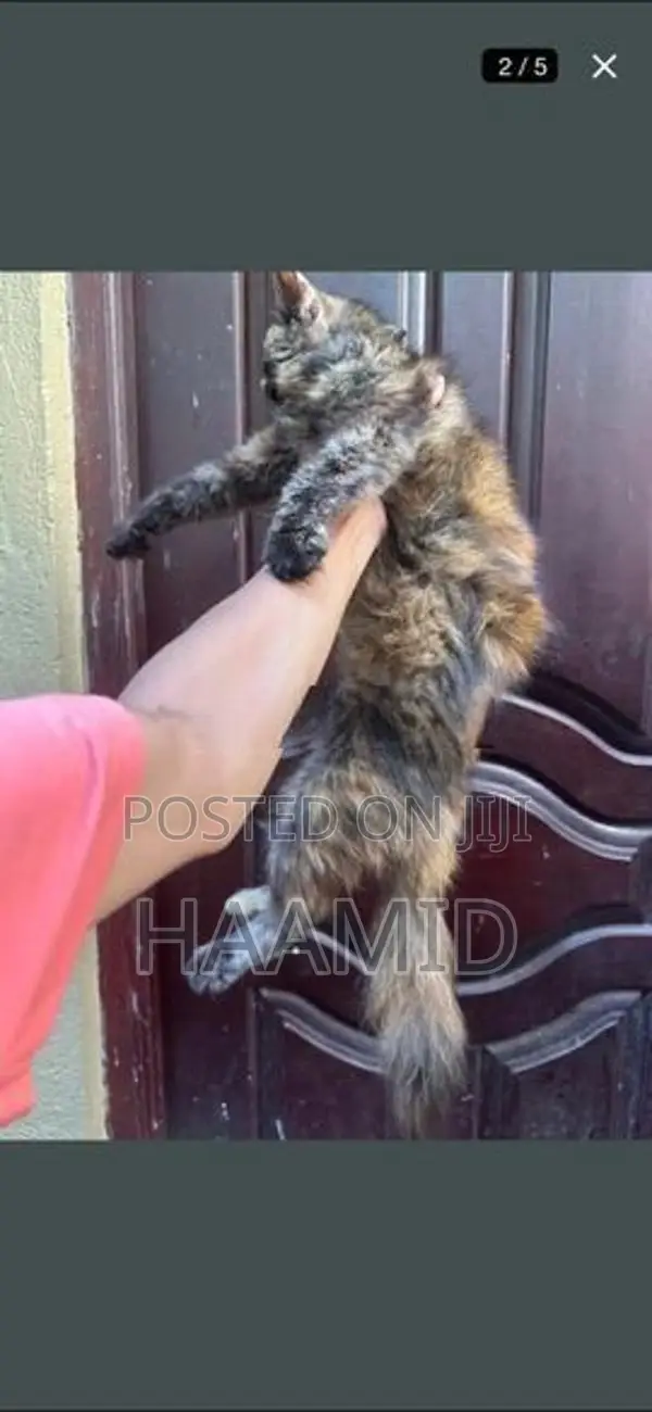 Persian Female Cat