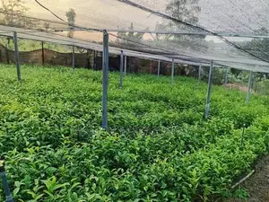 Tea Plants