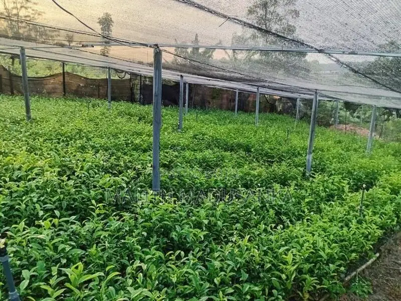 Tea Plants