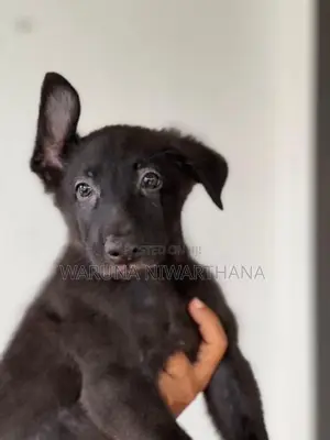 German Shepherd Puppies