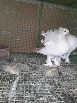 Pigeon