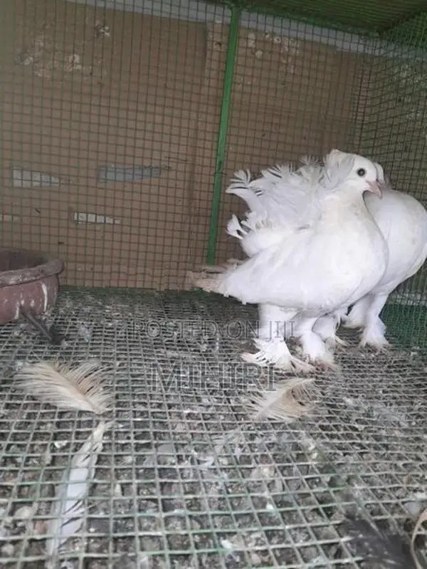 Pigeon