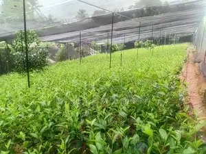 Tea Plants