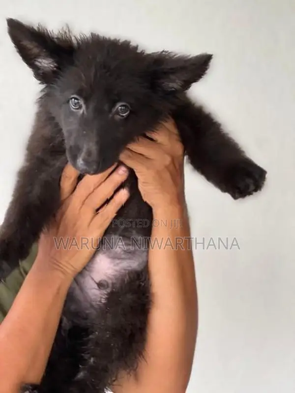 German Shepherd Puppies