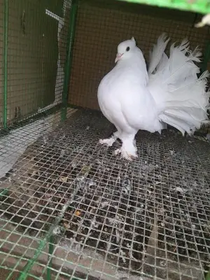 Pigeon