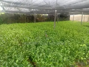 Tea Plants