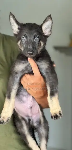 German Shepherd Puppies