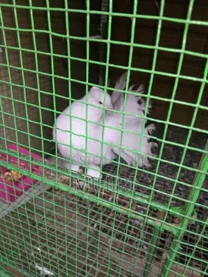 Pigeon