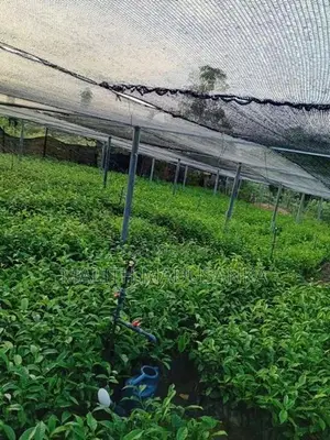 Tea Plants