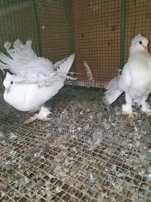 Pigeon