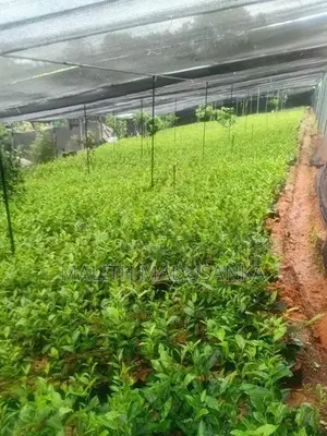 Tea Plants