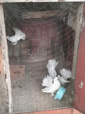 Pigeon