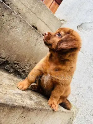 Terrier Puppy