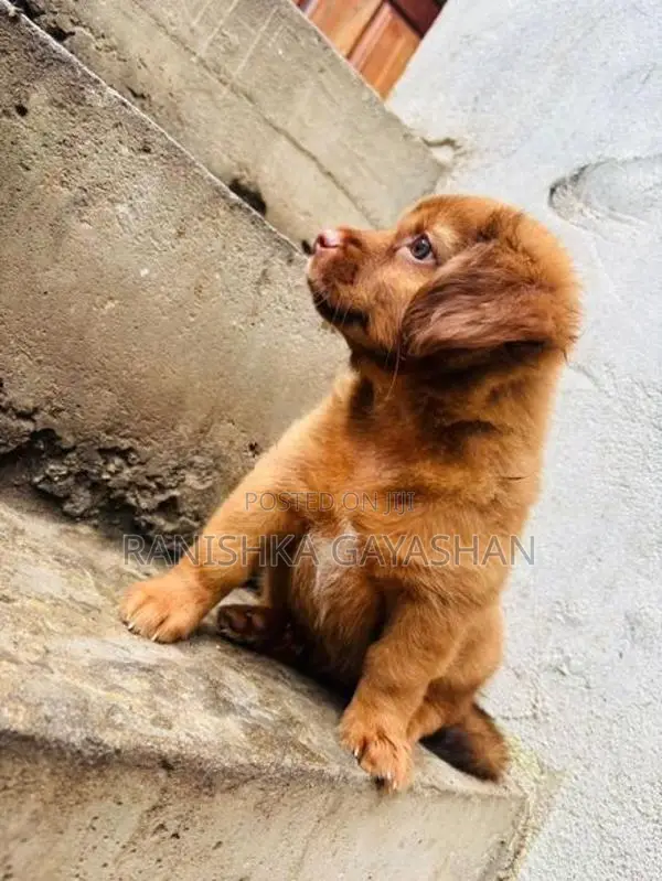 Terrier Puppy