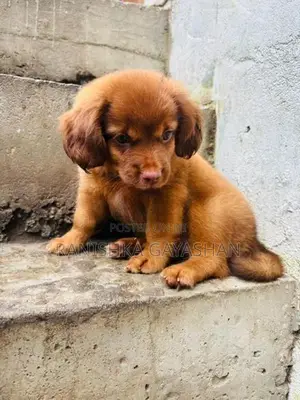 Terrier Puppy
