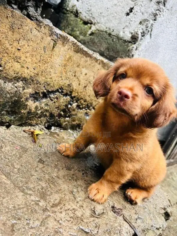 Terrier Puppy