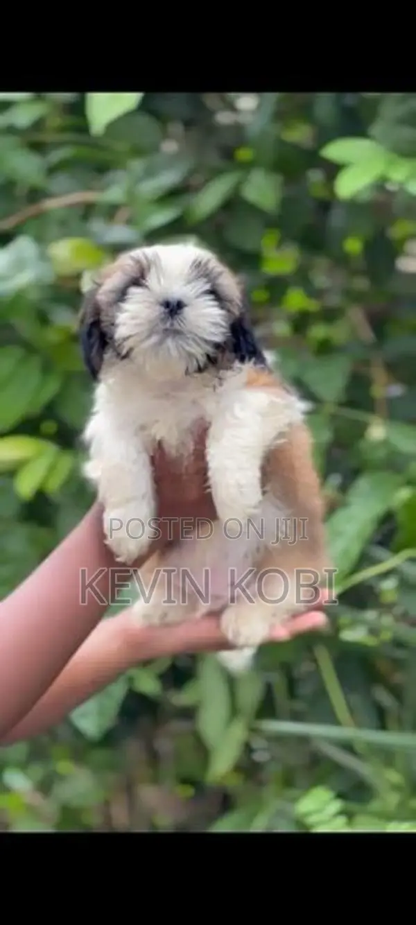 Shih Tzu Puppies