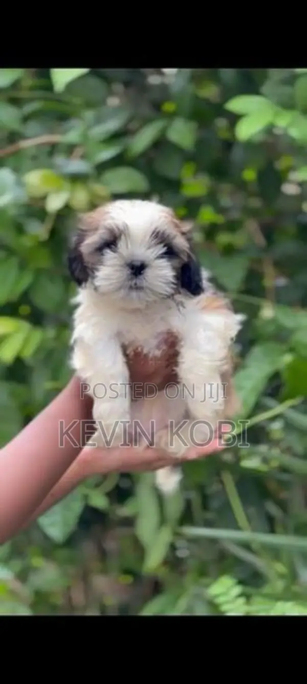 Shih Tzu Puppies