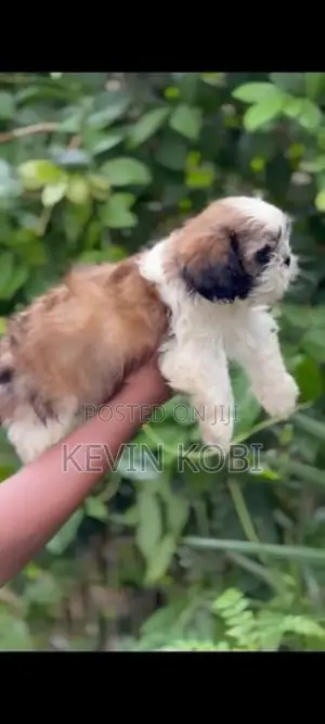 Shih Tzu Puppies