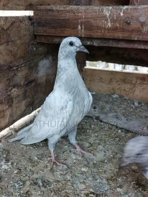 Pigeons