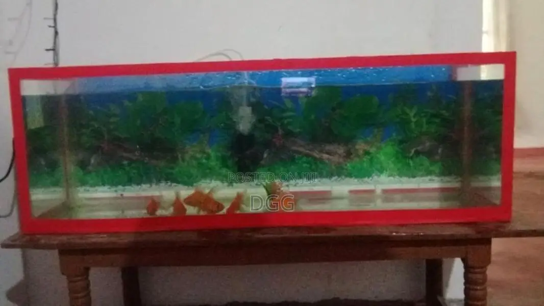 මාළු ටැංකියක්