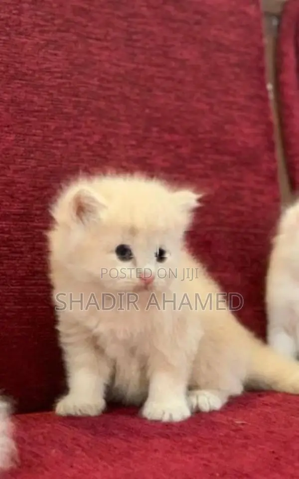Persian Cat