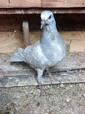 Pigeons