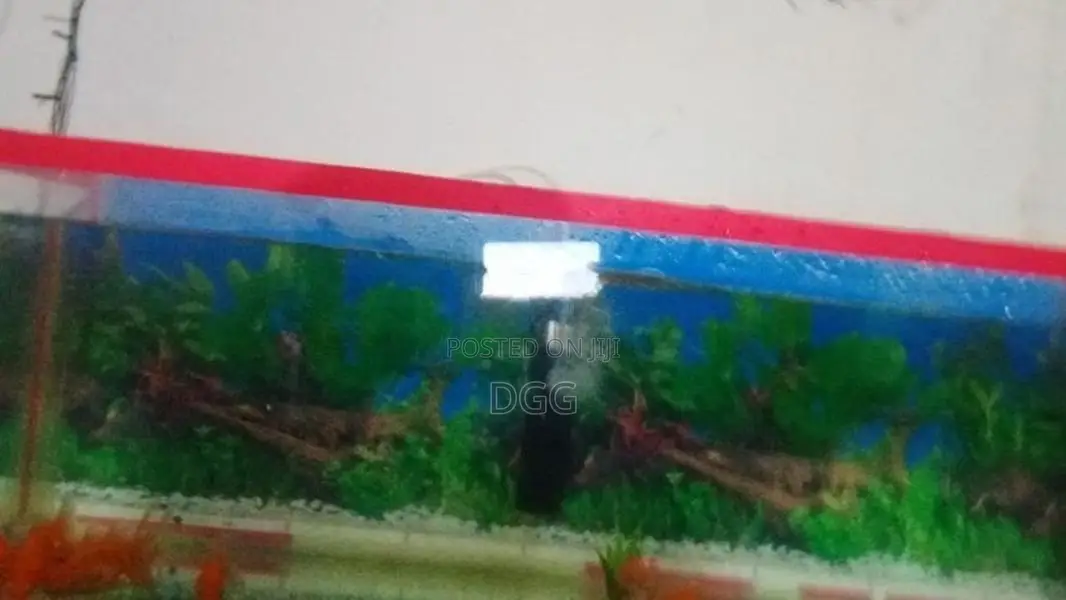 මාළු ටැංකියක්